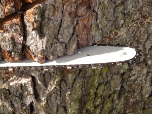 Chainsaw bar that is cut into a tree.
