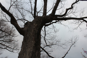 A tree without leaves